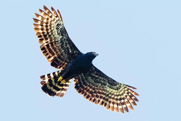 Sharp-shinned hawk  in flight, Sarapiqui, Costa Rica
