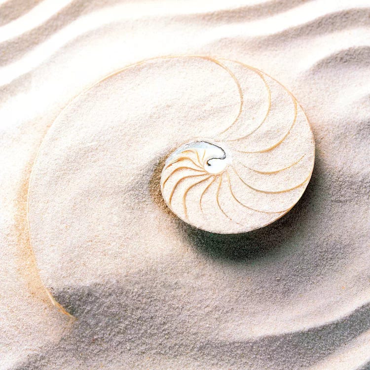 Shell spiraling into wavy sand pattern