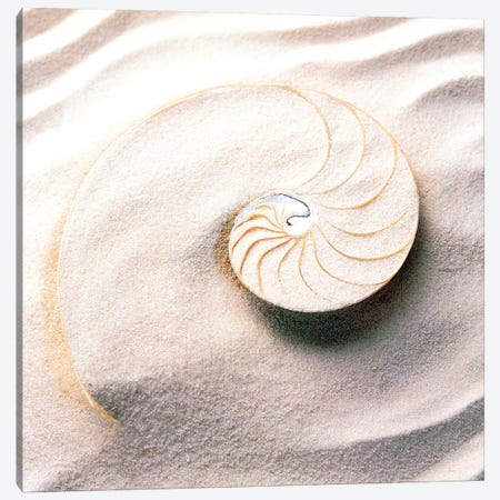 Shell spiraling into wavy sand pattern Canvas Print #PIM15738} by Panoramic Images Canvas Wall Art