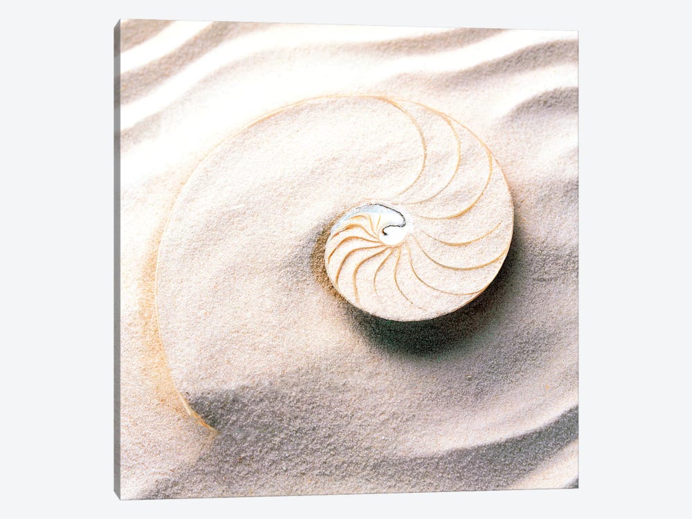 Shell spiraling into wavy sand pattern by Panoramic Images 1-piece Canvas Wall Art