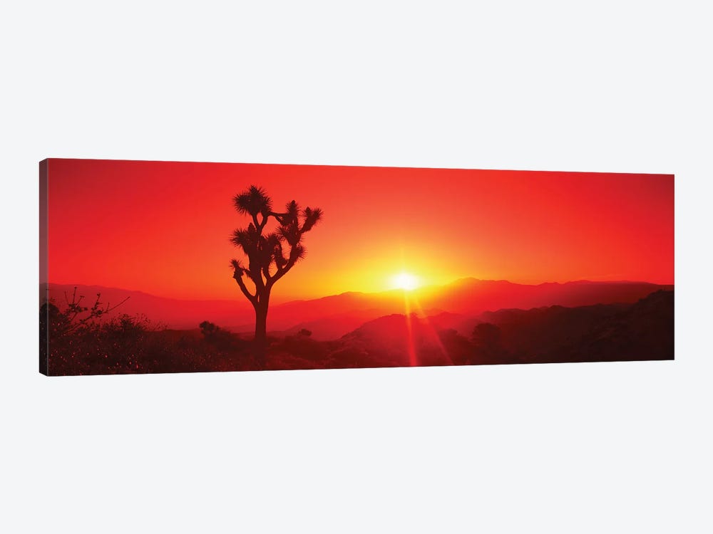 Silhouette of a Joshua tree at dusk, Joshua Tree National Park, California, USA by Panoramic Images 1-piece Canvas Art Print