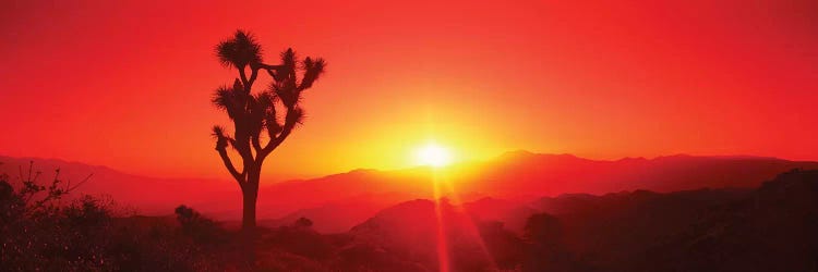 Silhouette of a Joshua tree at dusk, Joshua Tree National Park, California, USA