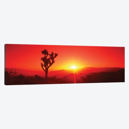 Silhouette of a Joshua tree at dusk, Joshua Tree National Park, California, USA Canvas Print #PIM15739} by Panoramic Images Canvas Artwork