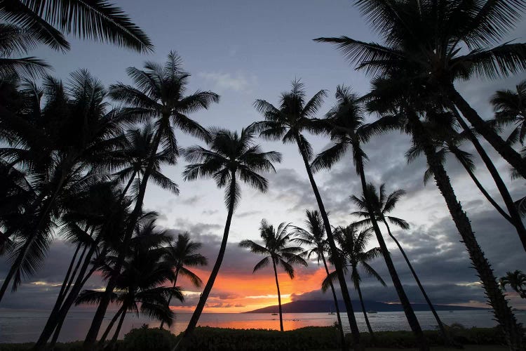 Silhouette of palm trees at dusk, Lahaina, Maui, Hawaii, USA