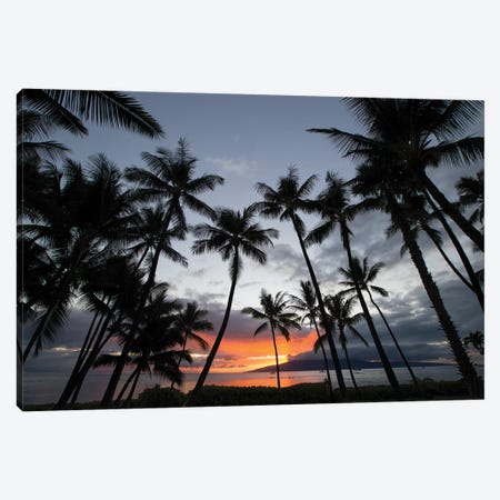 Silhouette of palm trees at dusk, Lahaina, Maui, Hawaii, USA Canvas Print #PIM15740} by Panoramic Images Canvas Print