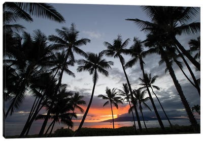 Silhouette of palm trees at dusk, Lahaina, Maui, Hawaii, USA Canvas Art Print - Maui Art