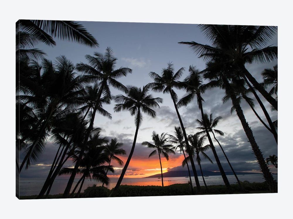 Silhouette of palm trees at dusk, Lahaina, Maui, Hawaii, USA by Panoramic Images 1-piece Art Print