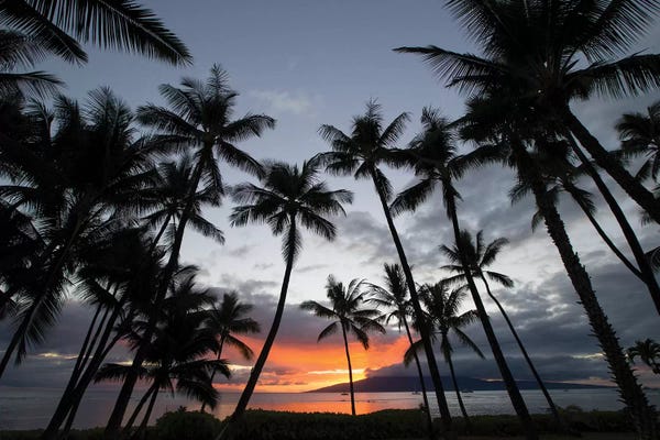 Hawaii: Silhouette of palm trees at dusk, Lahaina, Maui, Hawaii, USA by Panoramic Images