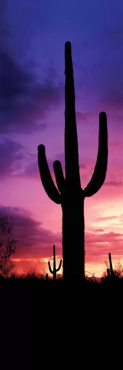 Silhouette of Saguaro cactus against moody sky at dusk, Arizona, USA