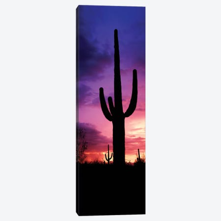 Silhouette of Saguaro cactus against moody sky at dusk, Arizona, USA Canvas Print #PIM15742} by Panoramic Images Canvas Print