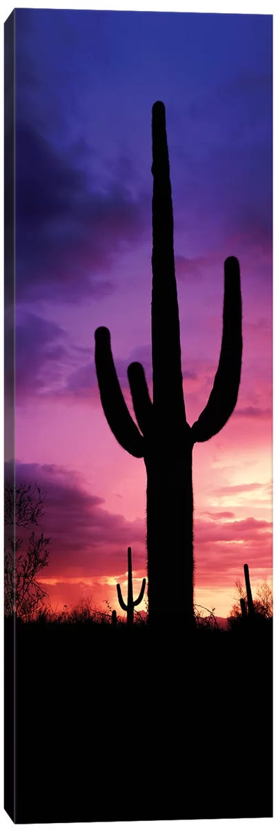 Silhouette of Saguaro cactus against moody sky at dusk, Arizona, USA Canvas Art Print - Desert Landscape Photography