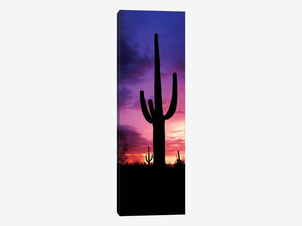 Silhouette of Saguaro cactus against moody sky at dusk, Arizona, USA by Panoramic Images 1-piece Canvas Print