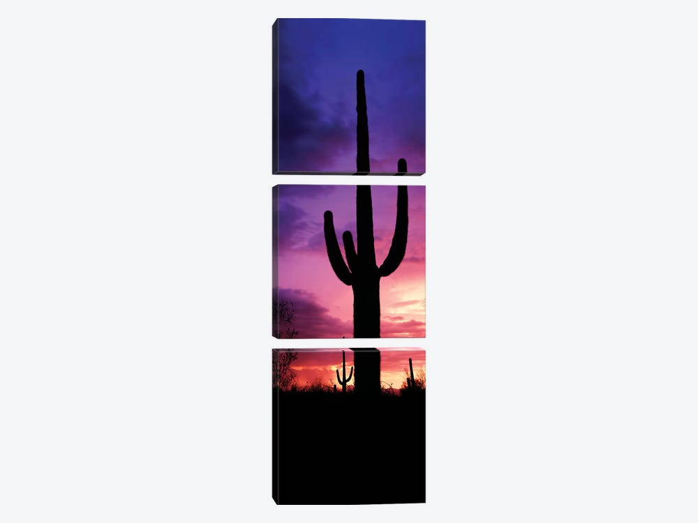 Silhouette of Saguaro cactus against moody sky at dusk, Arizona, USA by Panoramic Images 3-piece Art Print