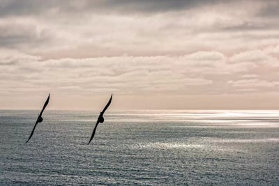 Silhouette of two crows flying over the Pacific ocean, Pacifica, San Mateo County, California, USA by Panoramic Images canvas print