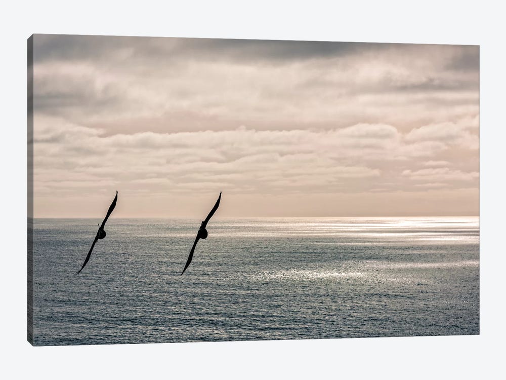 Silhouette of two crows flying over the Pacific ocean, Pacifica, San Mateo County, California, USA by Panoramic Images 1-piece Canvas Art