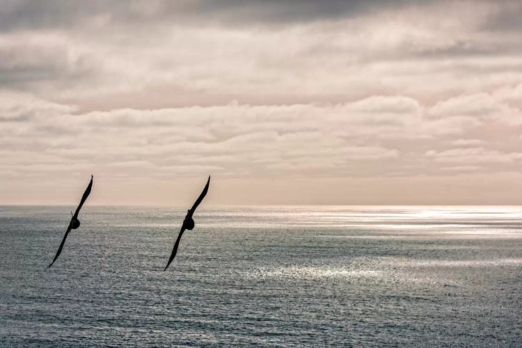 Silhouette of two crows flying over the Pacific ocean, Pacifica, San Mateo County, California, USA