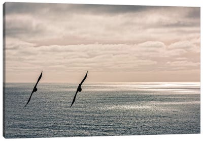 Silhouette of two crows flying over the Pacific ocean, Pacifica, San Mateo County, California, USA Canvas Art Print - Crow Art