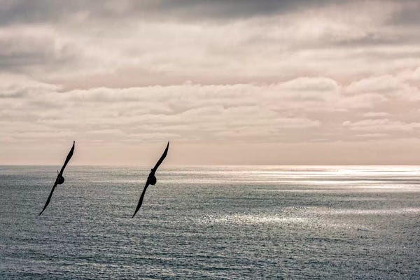 Crows: Silhouette of two crows flying over the Pacific ocean, Pacifica, San Mateo County, California, USA by Panoramic Images