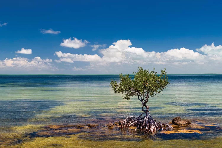 Single Mangrove tree in the Gulf of Mexico in the Flo - Canvas Artwork