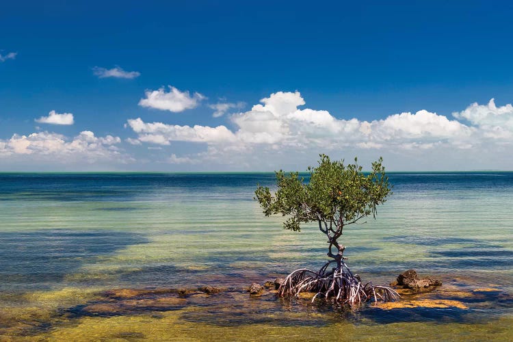 Single Mangrove tree in the Gulf of Mexico in the Florida Keys, Florida, USA