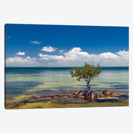 Single Mangrove tree in the Gulf of Mexico in the Florida Keys, Florida, USA Canvas Print #PIM15745} by Panoramic Images Canvas Art