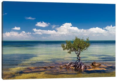 Single Mangrove tree in the Gulf of Mexico in the Florida Keys, Florida, USA Canvas Art Print - Florida Art