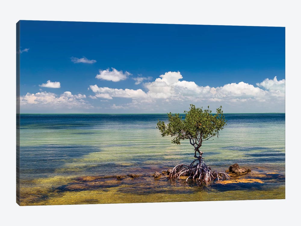 Single Mangrove tree in the Gulf of Mexico in the Florida Keys, Florida, USA by Panoramic Images 1-piece Canvas Artwork
