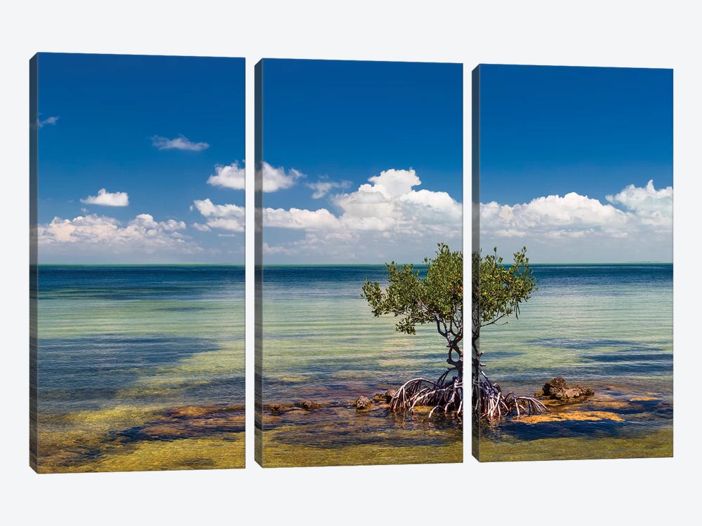Single Mangrove tree in the Gulf of Mexico in the Florida Keys, Florida, USA by Panoramic Images 3-piece Canvas Artwork