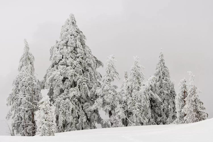 Snow covered trees, Crater Lake National Park, Oregon, USA