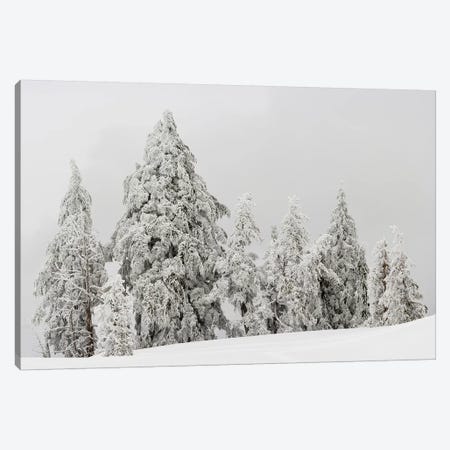 Snow covered trees, Crater Lake National Park, Oregon, USA Canvas Print #PIM15752} by Panoramic Images Canvas Artwork