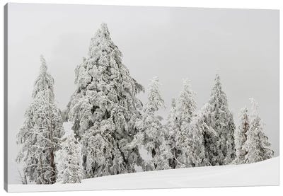 Snow covered trees, Crater Lake National Park, Oregon, USA Canvas Art Print - Crater Lake National Park
