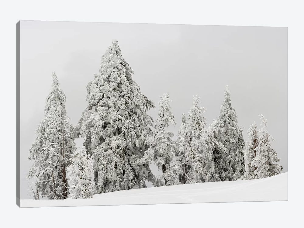 Snow covered trees, Crater Lake National Park, Oregon, USA by Panoramic Images 1-piece Canvas Art