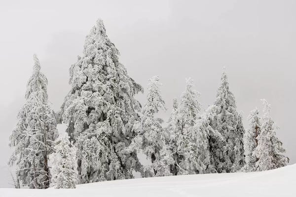 Crater Lake National Park: Snow covered trees, Crater Lake National Park, Oregon, USA by Panoramic Images