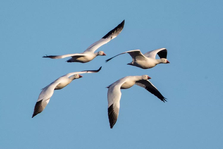 Snow geese  flying against clear sky, Soccoro, New Mexico, USA