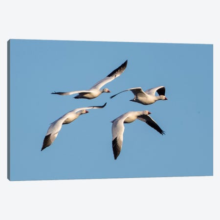 Snow geese  flying against clear sky, Soccoro, New Mexico, USA Canvas Print #PIM15753} by Panoramic Images Canvas Wall Art