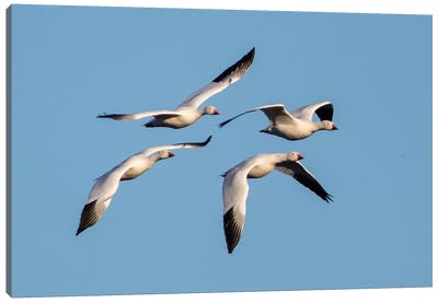 Snow geese  flying against clear sky, Soccoro, New Mexico, USA Canvas Art Print