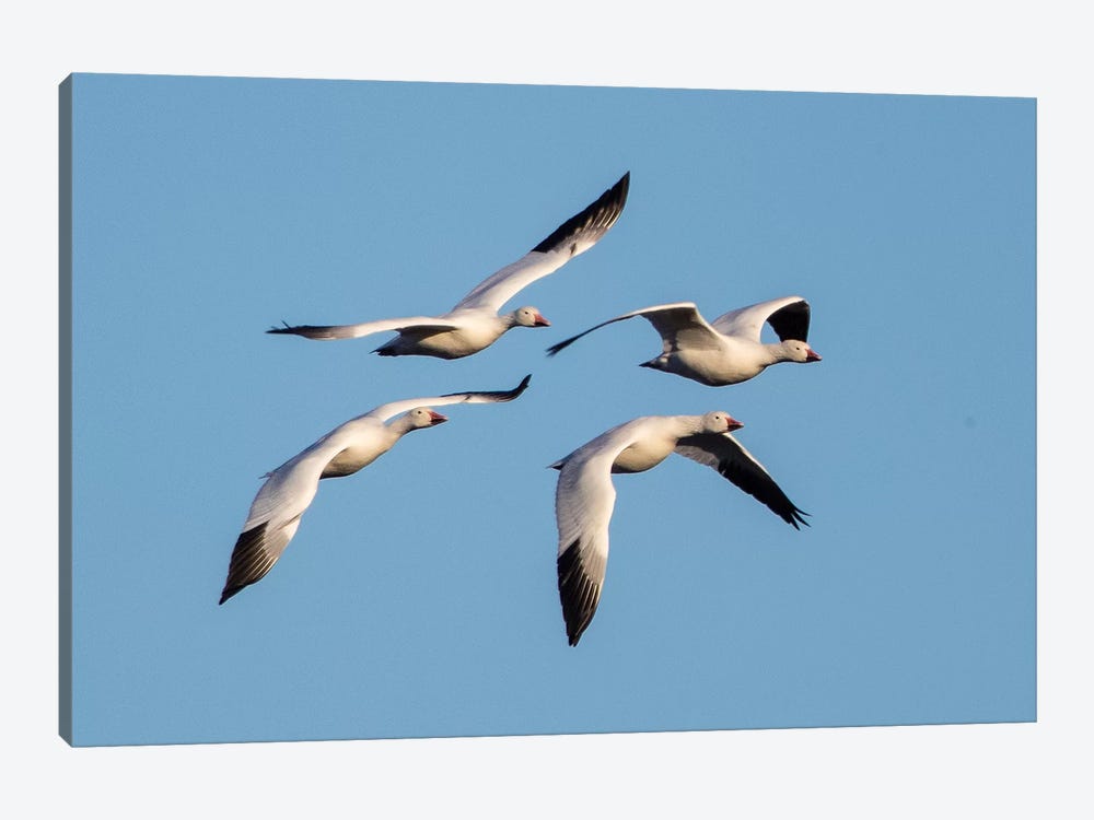 Snow geese  flying against clear sky, Soccoro, New Mexico, USA by Panoramic Images 1-piece Canvas Print