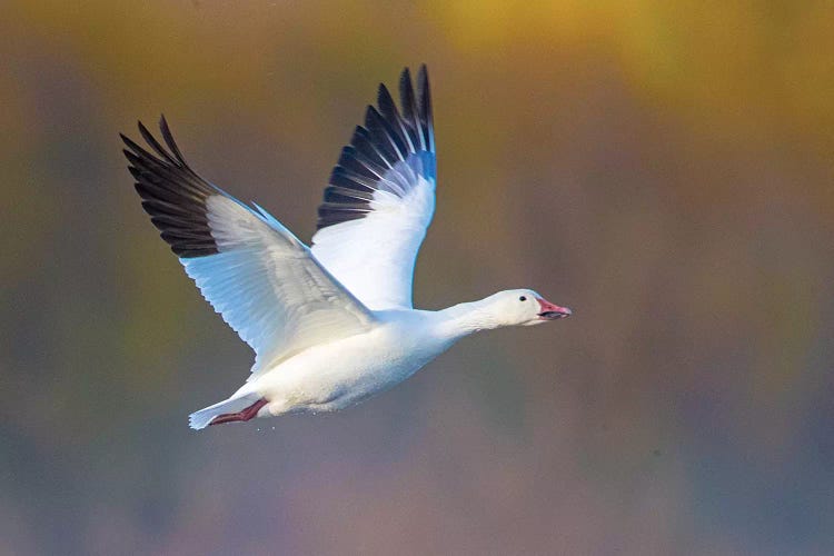 Snow goose  during flight, Soccoro, New Mexico, USA