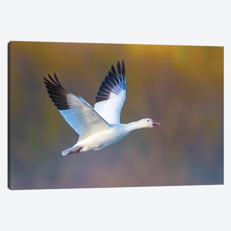 Snow goose  during flight, Soccoro, New Mexico, USA Canvas Print #PIM15754} by Panoramic Images Canvas Art Print