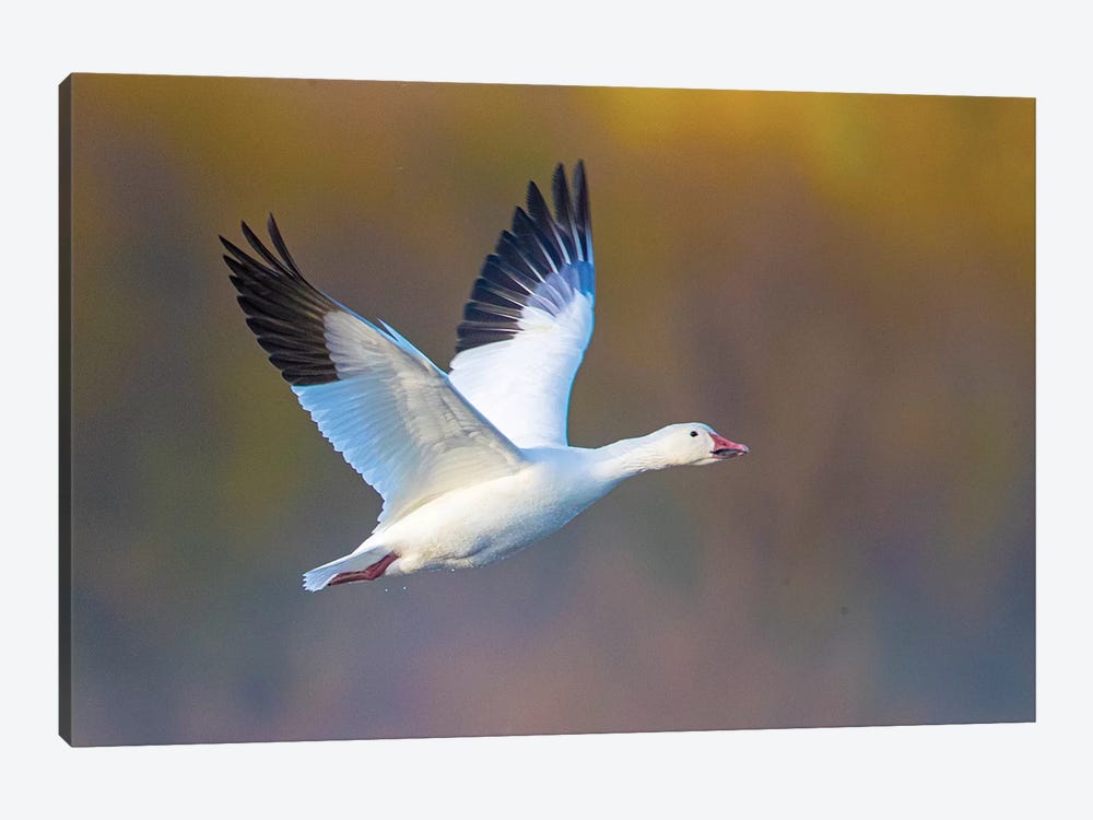 Snow goose  during flight, Soccoro, New Mexico, USA by Panoramic Images 1-piece Canvas Wall Art