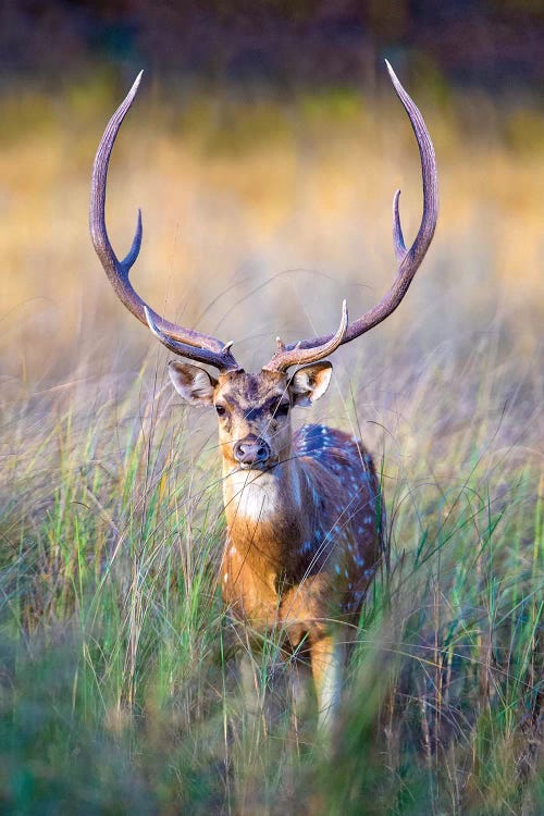 Spotted deer standing in tall grass, India