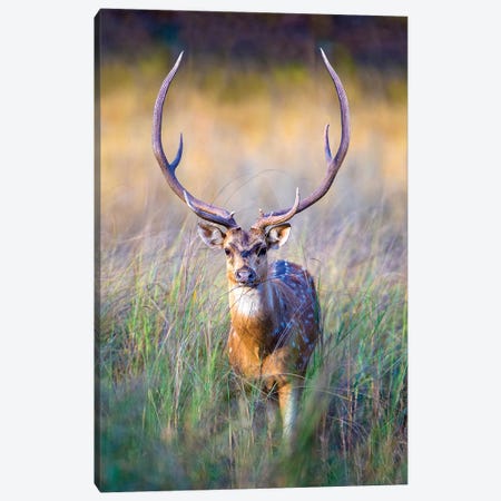Spotted deer standing in tall grass, India Canvas Print #PIM15758} by Panoramic Images Canvas Artwork