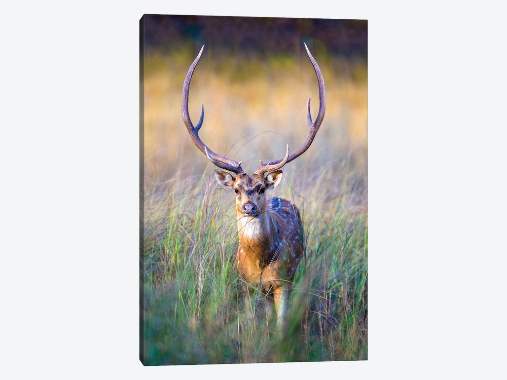 Spotted deer standing in tall grass, India by Panoramic Images 1-piece Canvas Wall Art