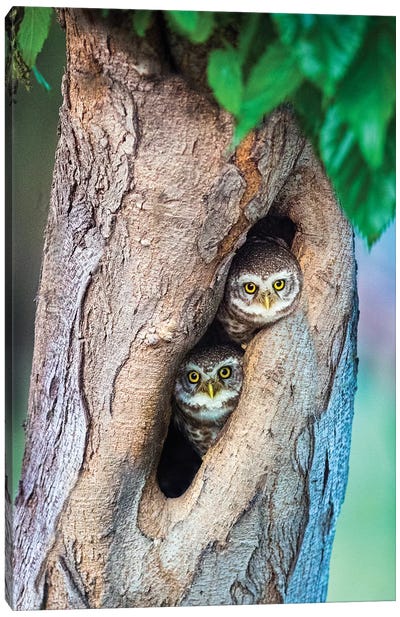 Spotted owlets  in tree hole, India Canvas Art Print - India Art