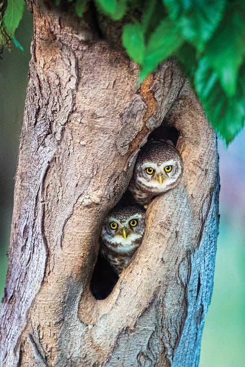 Spotted owlets  in tree hole, India