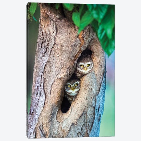 Spotted owlets  in tree hole, India Canvas Print #PIM15759} by Panoramic Images Canvas Art