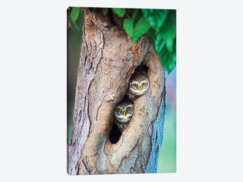 Spotted owlets  in tree hole, India by Panoramic Images 1-piece Canvas Print