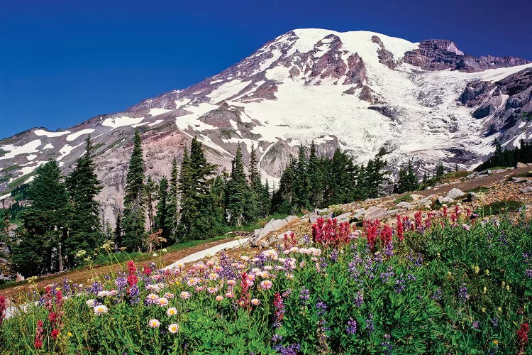 Summer wildflowers bloom in Paradise Park below Mr. Rainier, Mt. Rainier National Park, Washington, USA