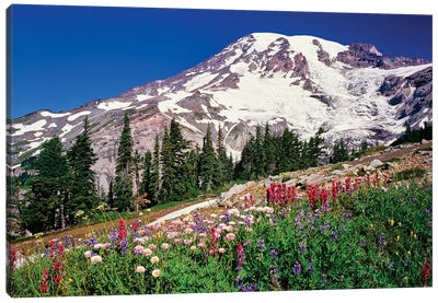 Summer wildflowers bloom in Paradise Park below Mr. Rainier, Mt. Rainier National Park, Washington, USA Canvas Art Print - Washington
