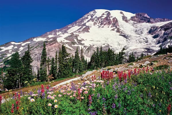 Washington: Summer wildflowers bloom in Paradise Park below Mr. Rainier, Mt. Rainier National Park, Washington, USA by Panoramic Images
